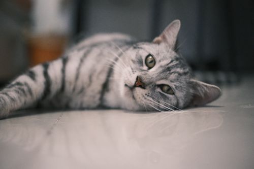 Free Close-up of a relaxed American Shorthair cat lying on the floor indoors. Stock Photo