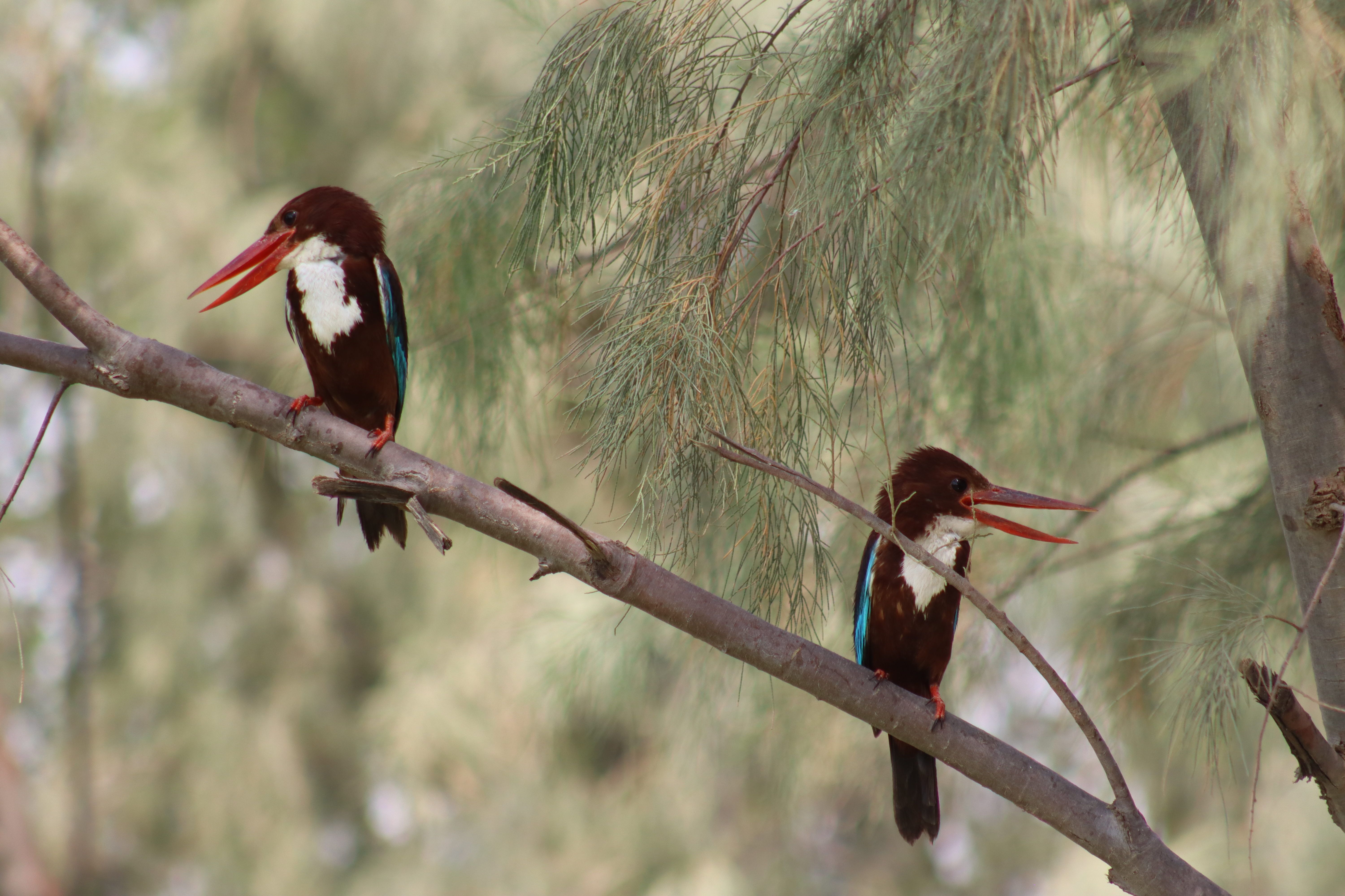 Why do they call the devil bird the devil bird? - The Institute for ...