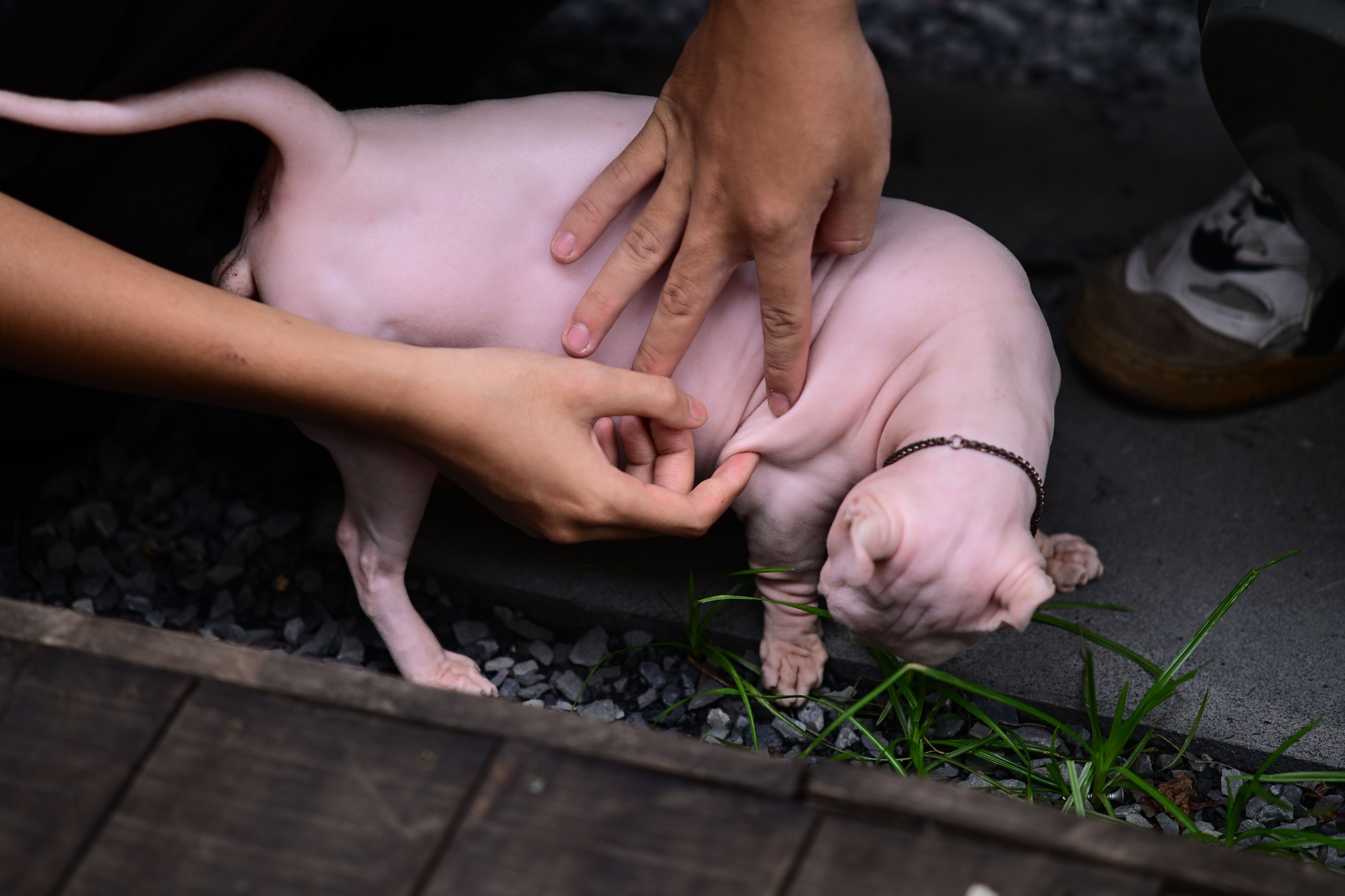 New World Screwworm Pet Safety: What to know about the deadly flesh-eating parasite — Photo by Sóc Năng Động on Pexels