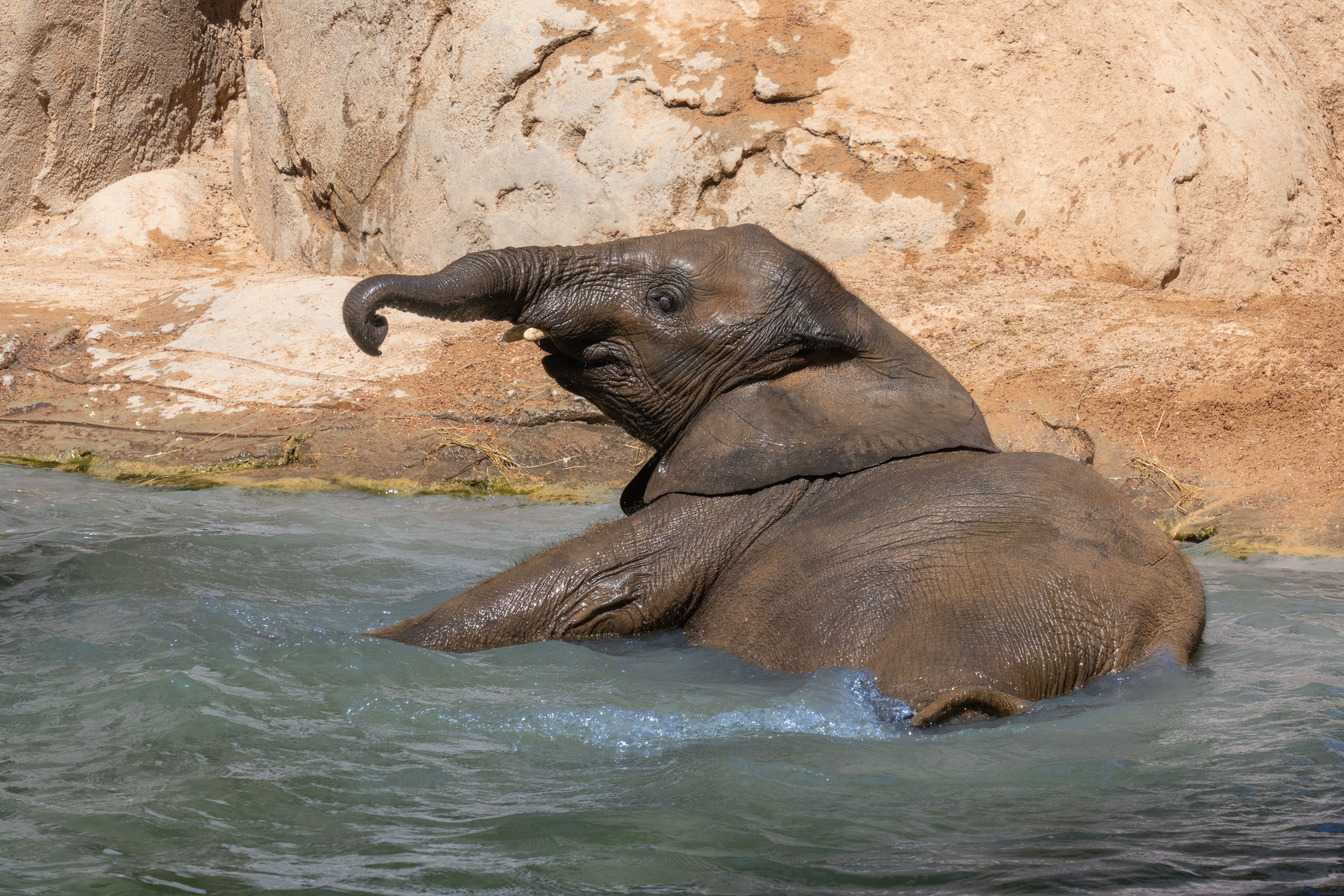 Elephant Shower