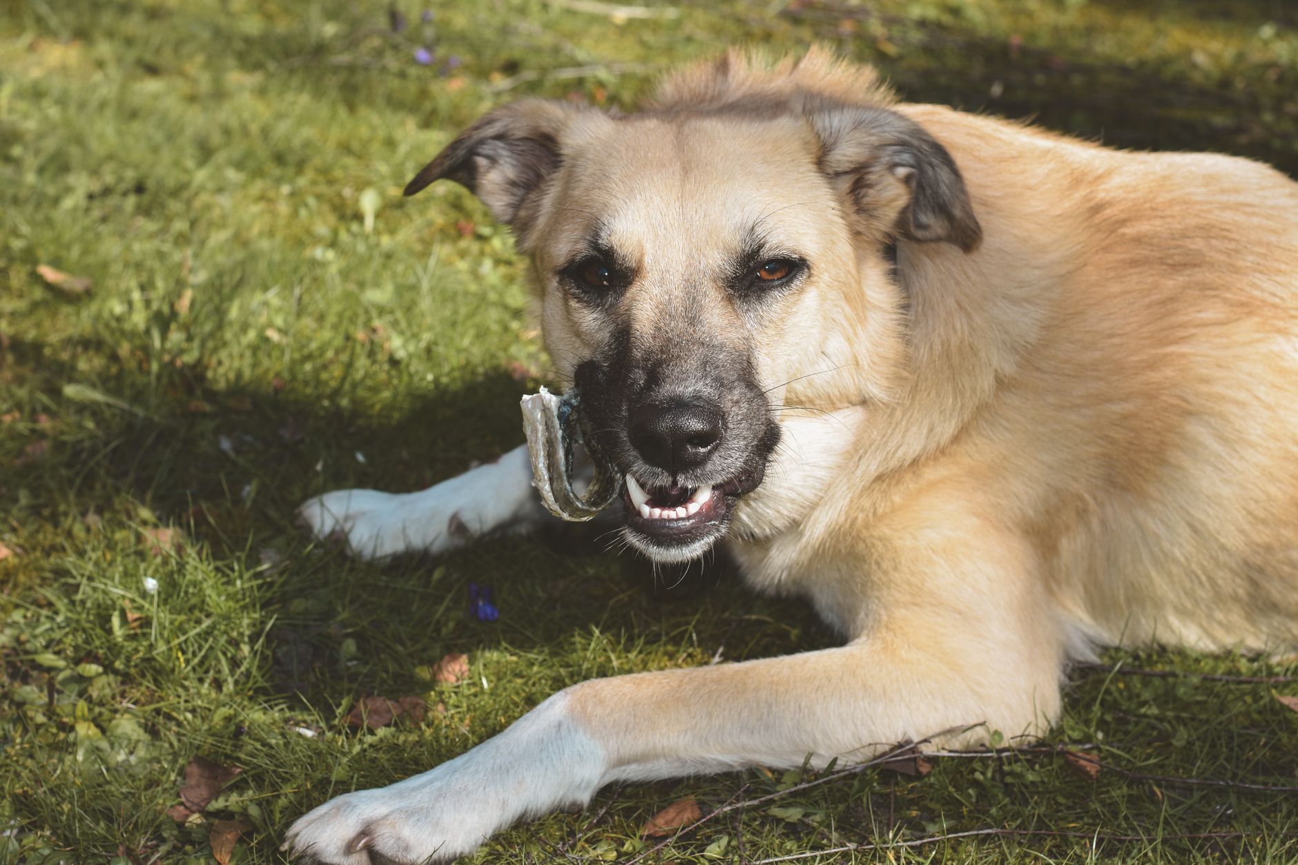 Veterinary care for a dog