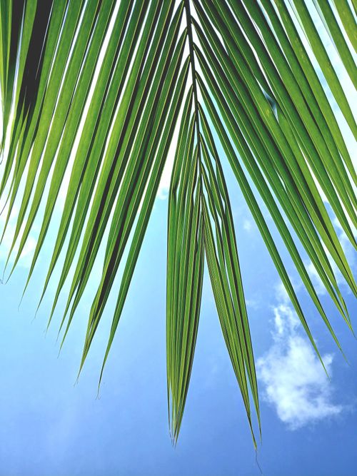 Free Green palm leaf set against a bright blue sky with fluffy clouds, capturing tropical vibes. Stock Photo