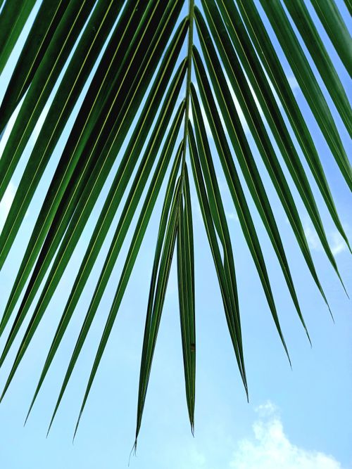 Free Vibrant green palm leaf set against a clear blue sky, depicting tropical nature. Stock Photo