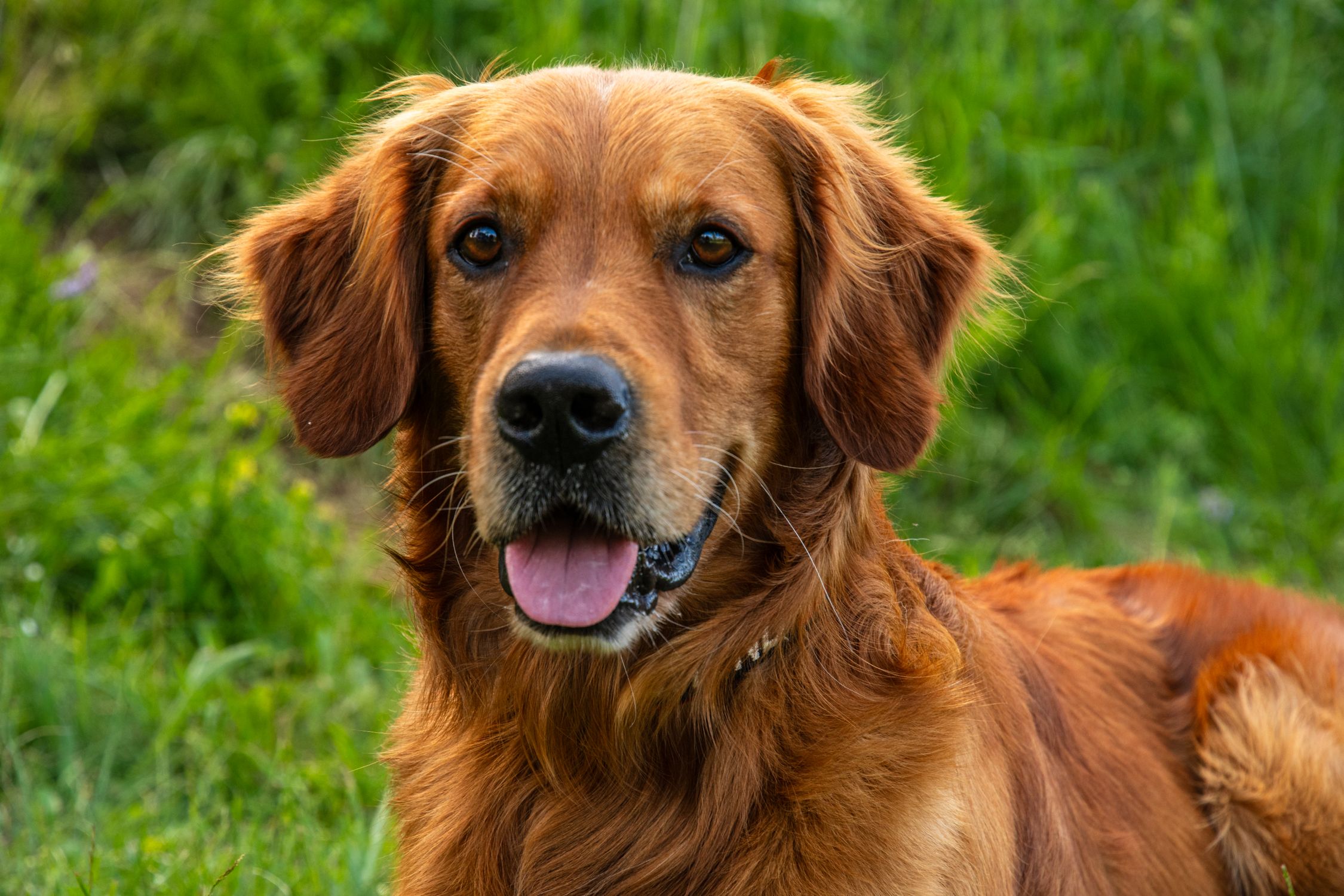 Close-up of a friendly golden retriever dog outdoors on a sunny day.