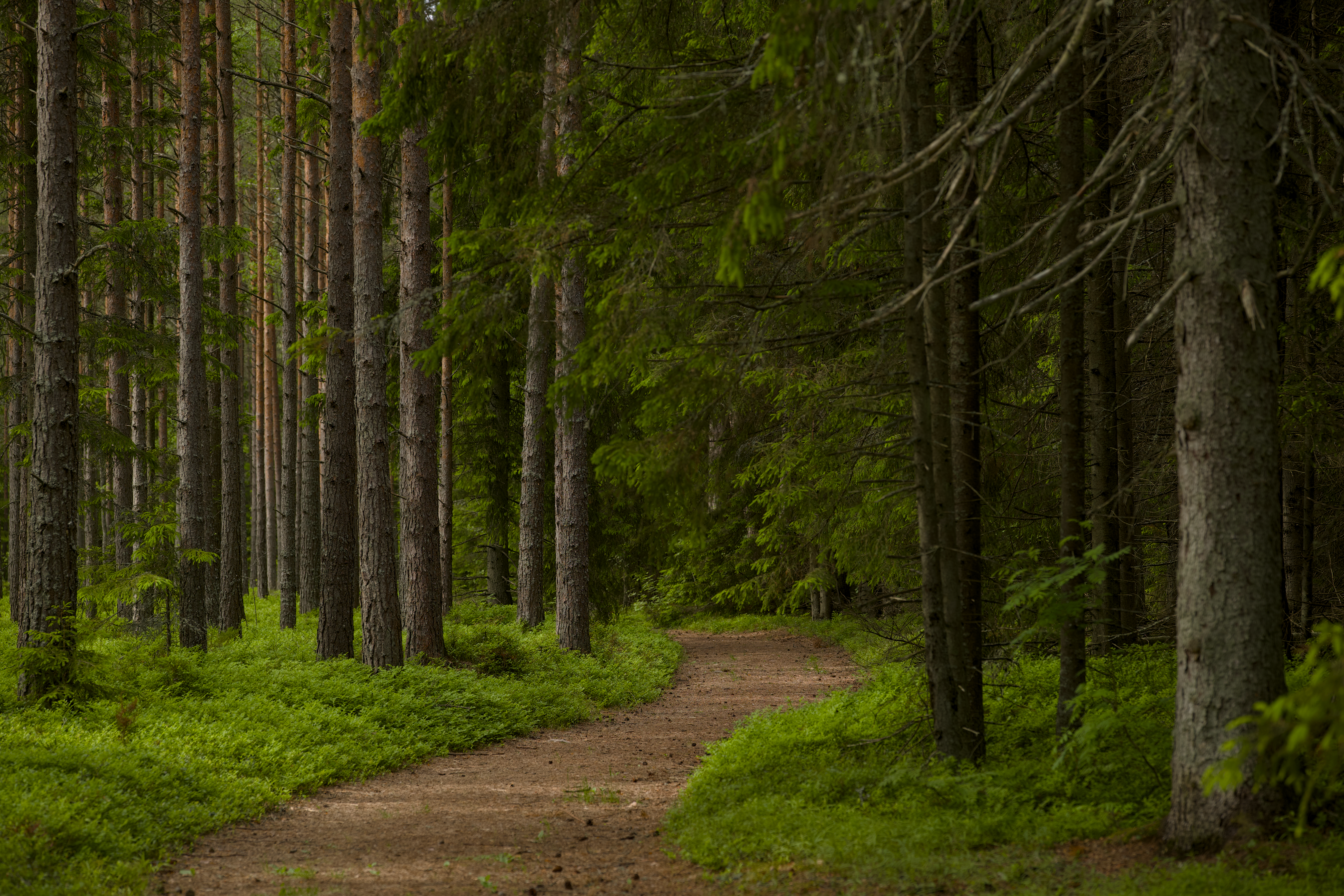 Serene forest path surrounded by tall evergreen trees, perfect for mindfulness and forest bathing.