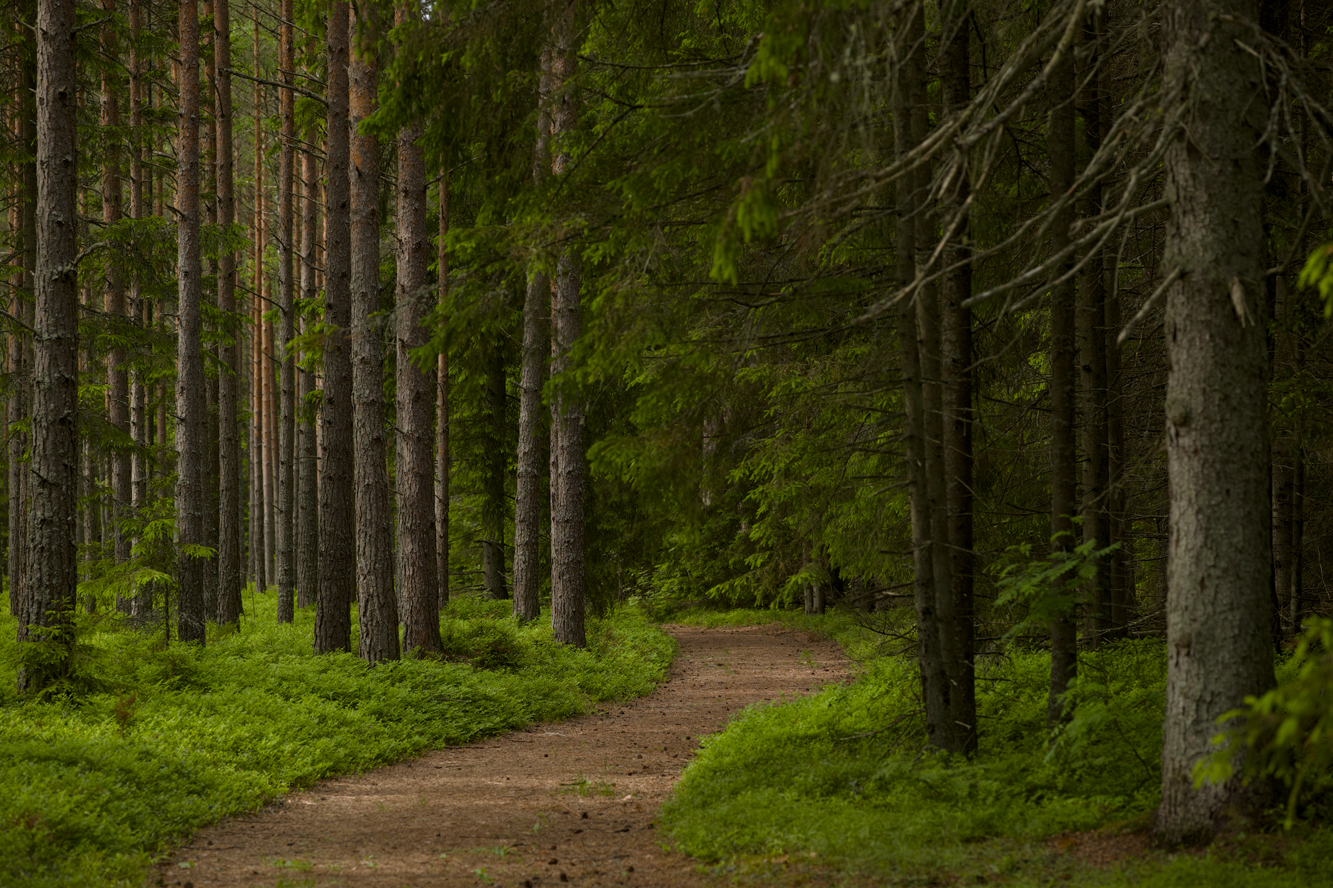 Serene forest path surrounded by tall evergreen trees, perfect for mindfulness and forest bathing.