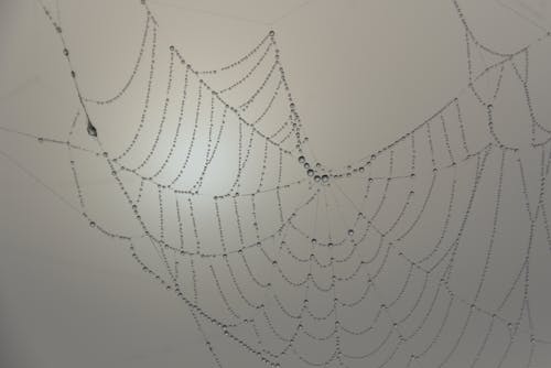 蜘蛛網上的水露
