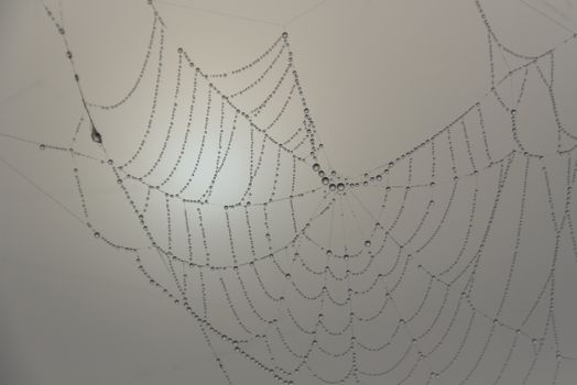 Close-up of a spider web adorned with dew droplets, capturing delicate patterns in soft light.