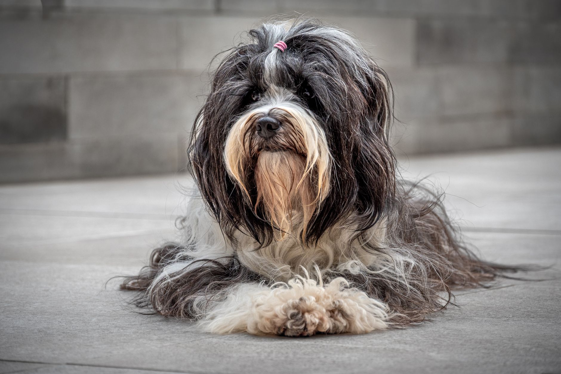Langharige hond ligt ontspannen op een kleed in huis