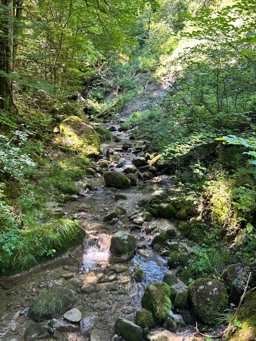 Free Peaceful mountain stream surrounded by lush greenery in the Bavarian Alps forest. Stock Photo