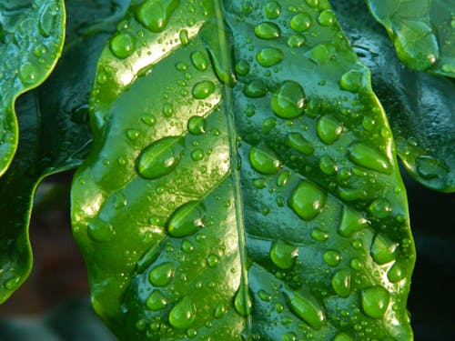 水滴と葉のクローズアップ写真