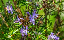 在意大利皮亚诺德尔拉里奥，一只蜜蜂为薰衣草花授粉，展现出春季植物群的勃勃生机