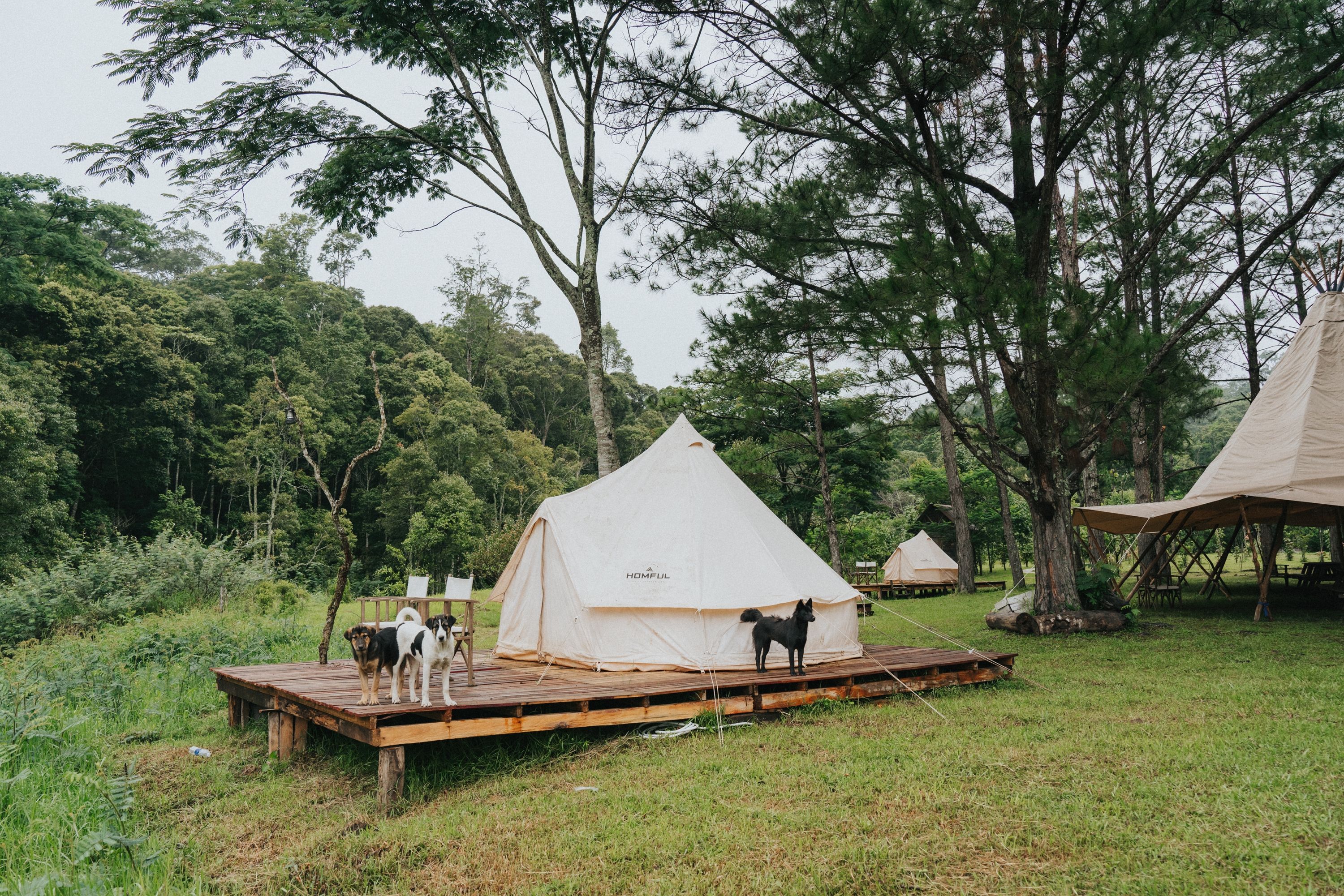 Camping tents amidst lush greenery in Xuan Huong, Da Lat. Ideal for nature retreats and adventurous getaways.