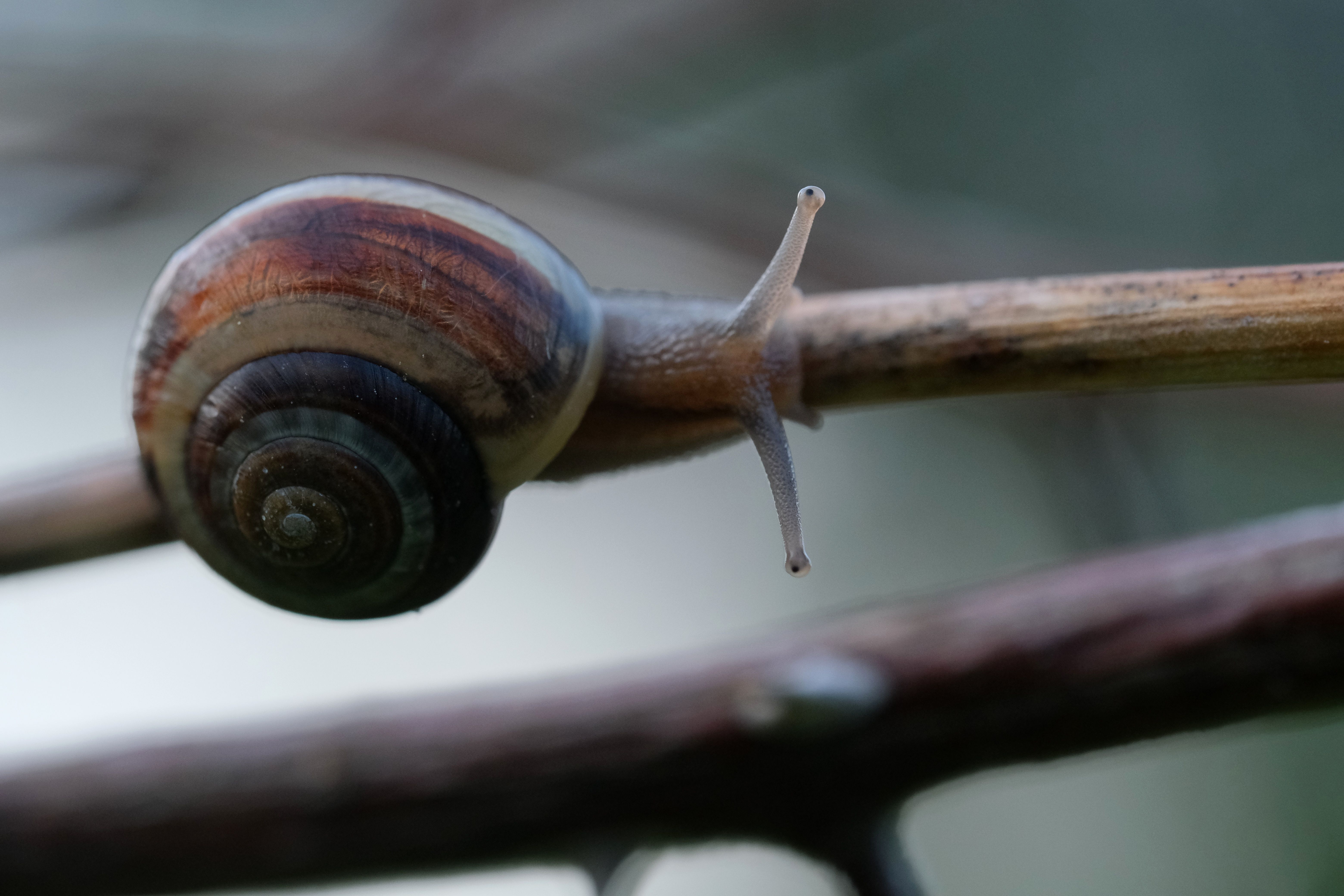 Why do garden snails hang upside down? - The Institute for ...