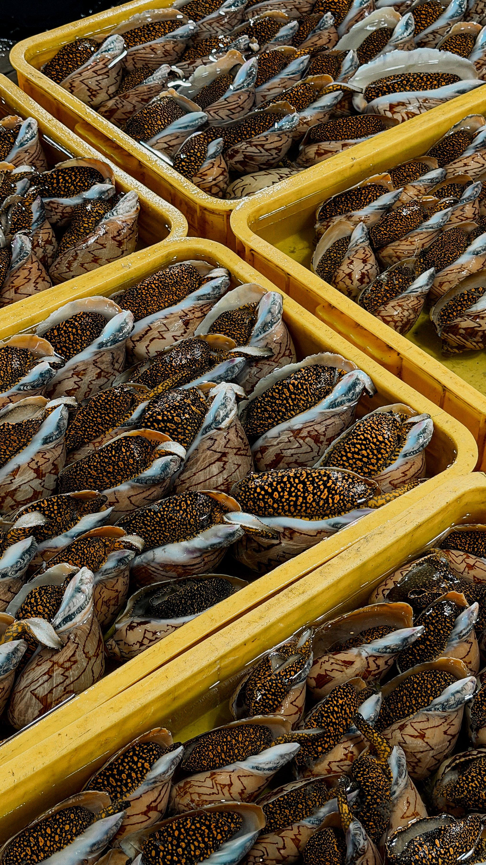 Live sea snails displayed in a market in Vietnam. Vibrant patterns fill yellow trays.