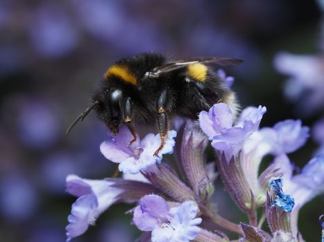 Macro shot of a bumblebee collecting nectar from a vibrant purple flower in a natural setting.