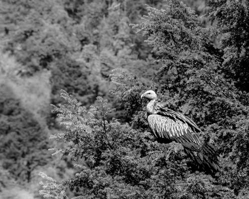 Free stock photo of bhutan, bird, bird nest
