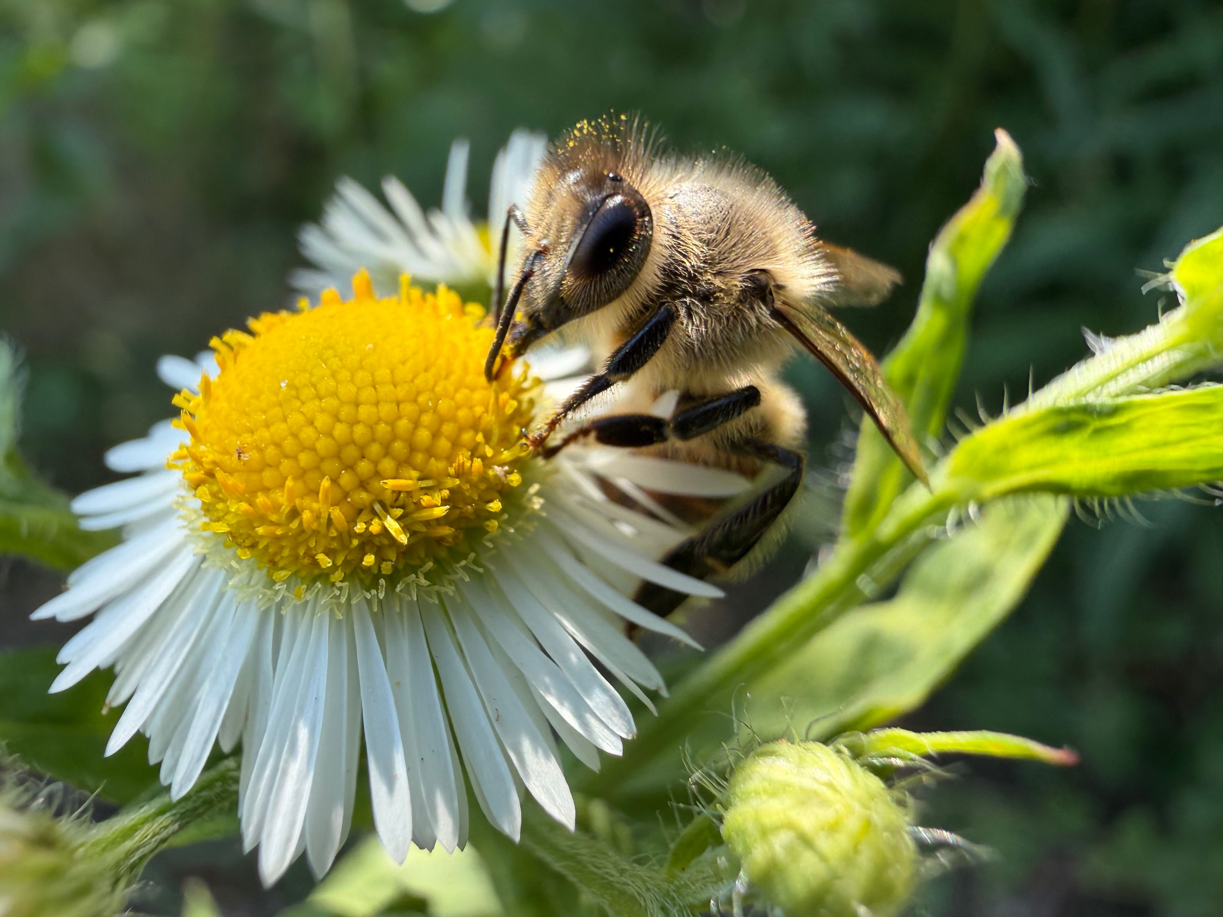Civics Bee empowers local students to use their voice — Photo by Tomasz on Pexels