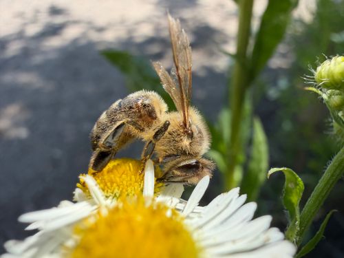 Free Detailed macro shot of a honeybee collecting pollen from a daisy in sunlight. Stock Photo