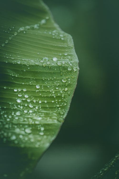 Free Macro shot of a banana leaf covered with fresh dew droplets in a lush green setting. Stock Photo