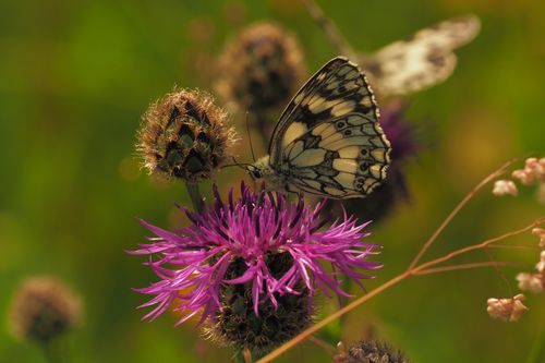 Free Close-up of a marbled white butterfly on a blooming purple thistle in Wharram Percy, England. Stock Photo