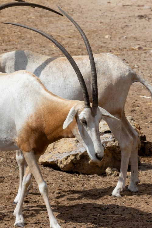 Free A pair of Scimitar Oryxes with long horns stand gracefully in a desert-like environment. Stock Photo