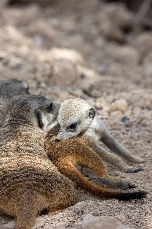 Free Adorable meerkat family bonding on rocky terrain, showcasing wildlife behavior. Stock Photo
