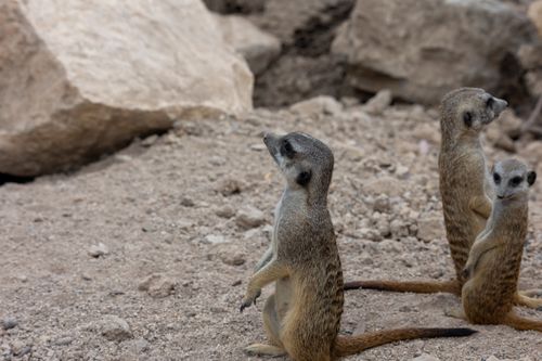 Free Group of meerkats on alert, standing on rocky terrain, showcasing social behavior. Stock Photo
