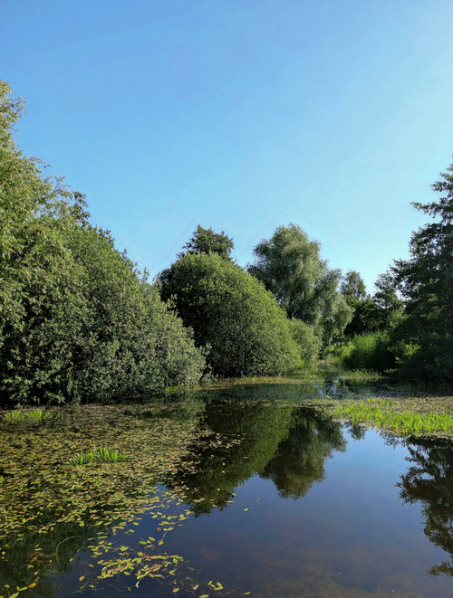 Free A serene summer pond surrounded by vibrant greenery reflecting clear blue skies. Stock Photo