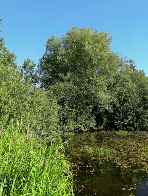 Free A serene pond surrounded by dense trees and water plants under a clear blue sky. Stock Photo