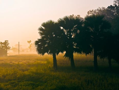 A tranquil misty landscape with silhouetted palm trees under a vibrant sunrise., free online jigsaw puzzle on JigsawPuzzlesFreeOnline.org