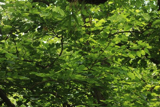 Vibrant green leaves form a dense canopy under sunlight, creating a serene natural backdrop.