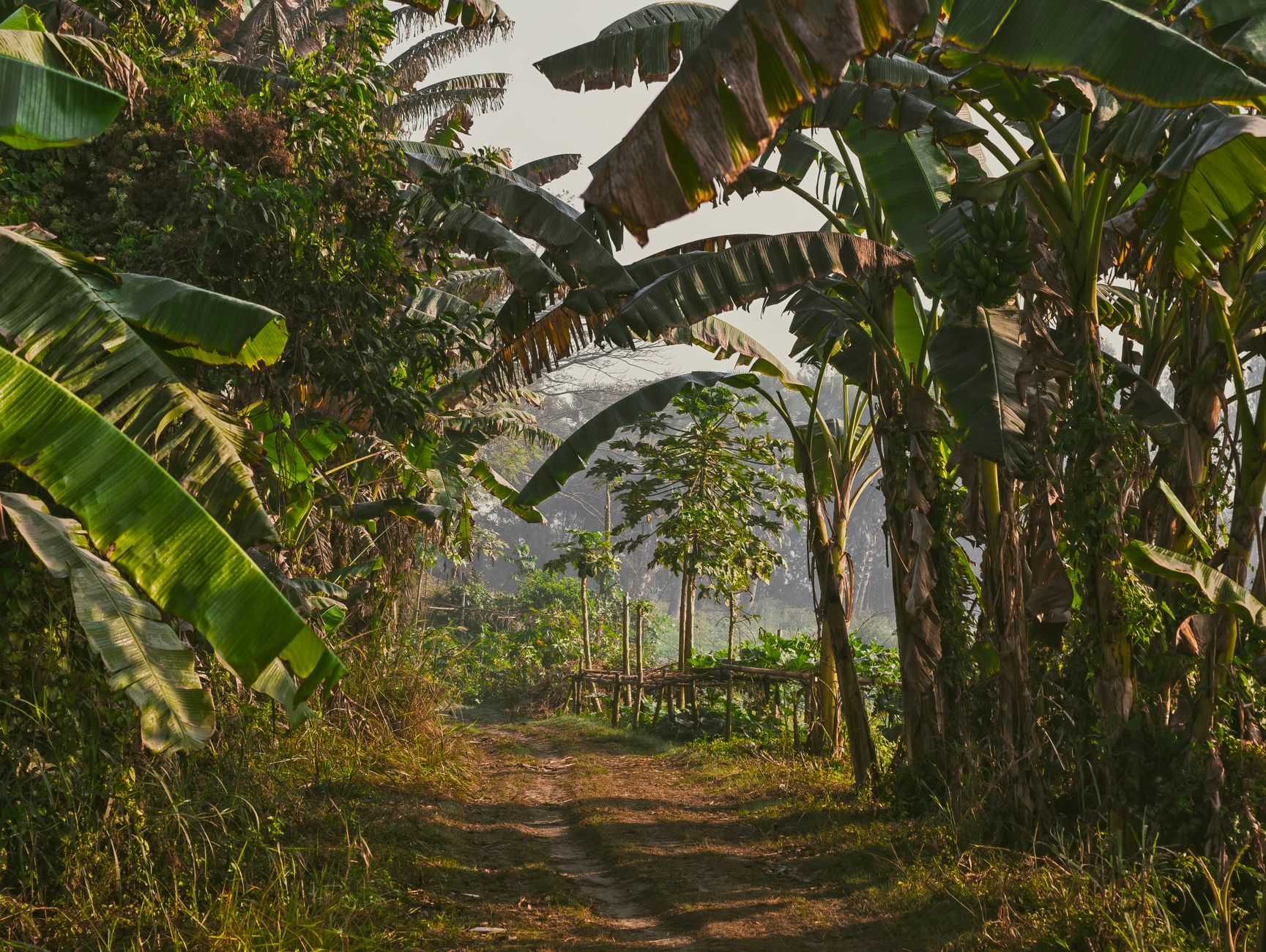 Plantation de vanille malgache