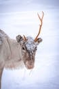 一头驯鹿静静地立在白雪皑皑的冬日风景里