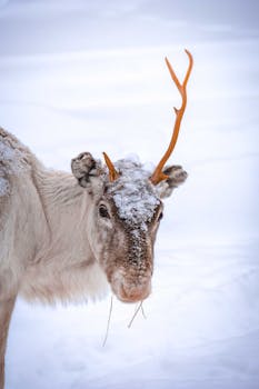 一头驯鹿静静地立在白雪皑皑的冬日风景里