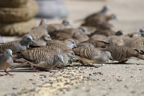 Free A group of Zebra Doves pecking grains on a sunny day in Hawaii. Stock Photo