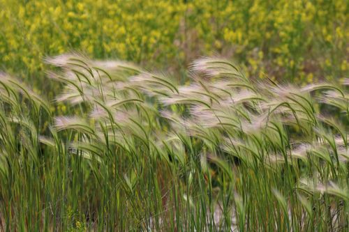 Free Green ornamental grasses swaying gently with a yellow wildflower background in South Dakota. Stock Photo