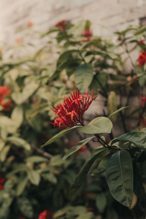 Free A striking Ixora coccinea flower surrounded by lush green leaves in a natural garden setting. Stock Photo