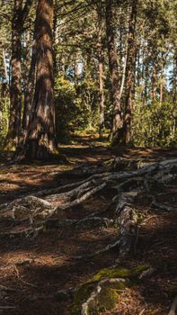 Sunlit forest path featuring exposed tree roots creating a natural inviting trail.