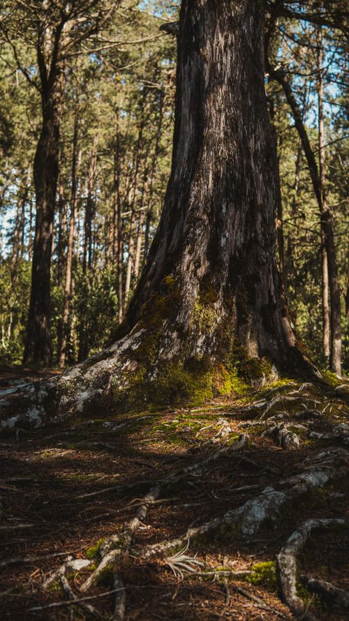 Free A towering tree with exposed roots in a tranquil forest setting, basking in daylight. Stock Photo