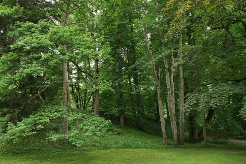 Free Experience the tranquility of a lush green forest captured in bright summer daylight. Stock Photo
