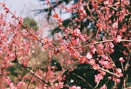 特写镜头下，樱花盛开的树枝充满活力，展现了大自然的美丽