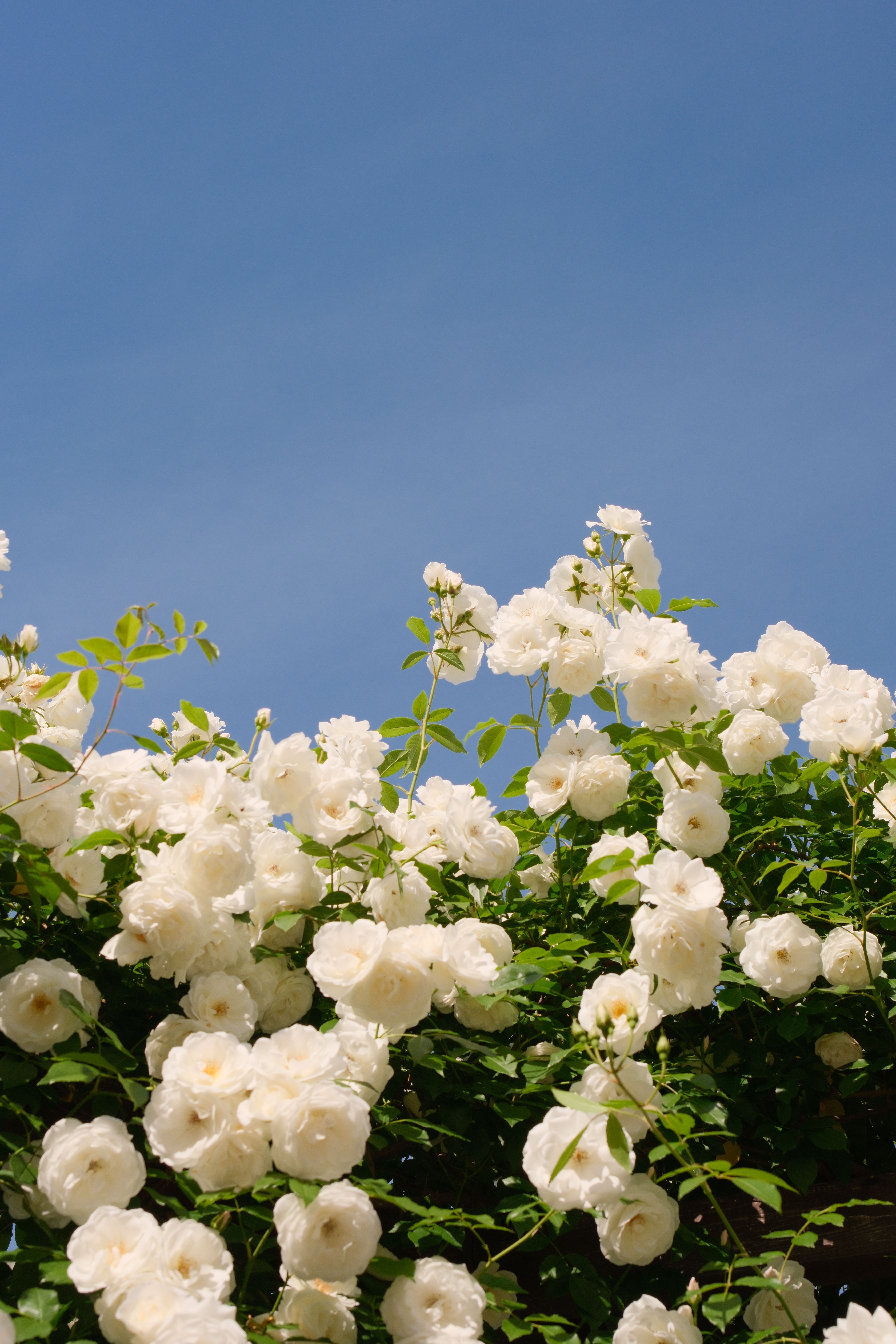[ColoSach]-white-roses-bloom-beautifully-under-a-clear-blue-sky-in-japan,-showcasing-nature's-elegance.