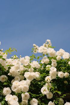 White roses bloom beautifully under a clear blue sky in Japan, showcasing nature's elegance.