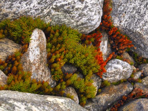 Free Colorful moss growing between rocks in Innlandet, Norway, capturing the beauty of natural textures and colors. Stock Photo