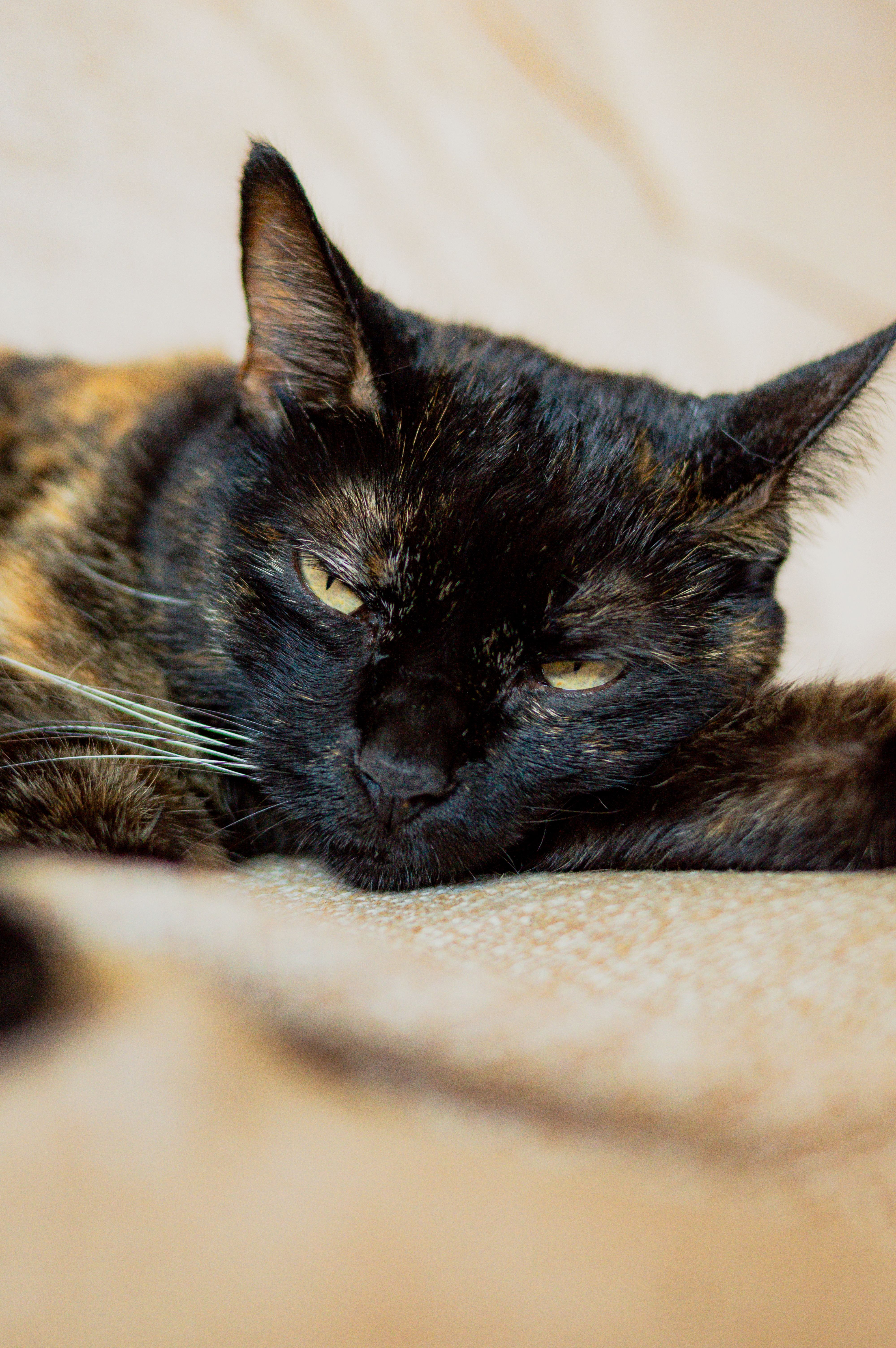 Close-up of a tortoiseshell cat lounging on a comfortable beige blanket indoors.