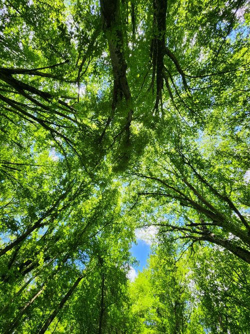 Free View looking up at vibrant green forest canopy with sunlight streaming through leaves. Stock Photo