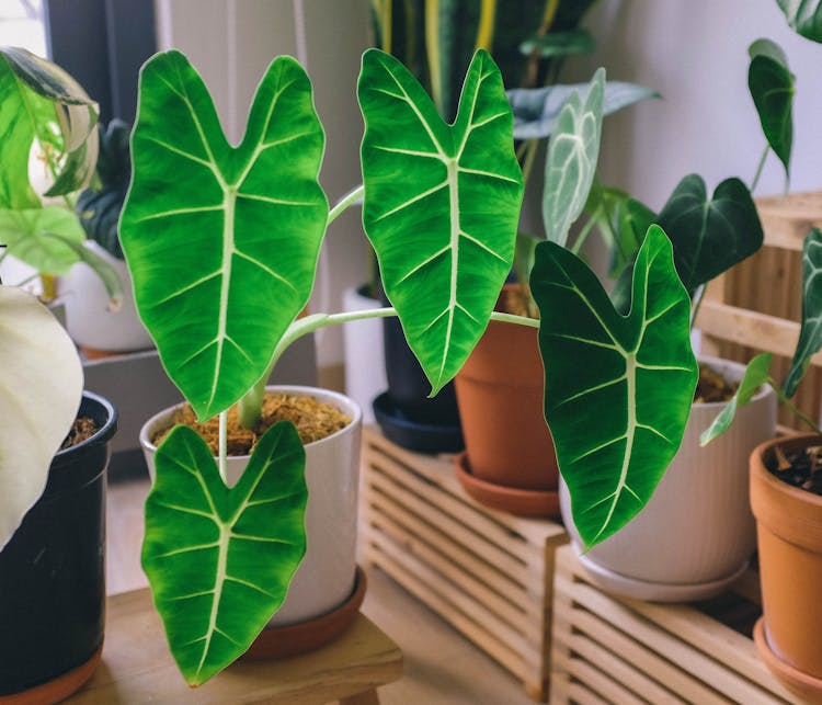 Different Green Plants Growing In Pots At Home