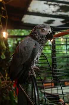 parrot photo