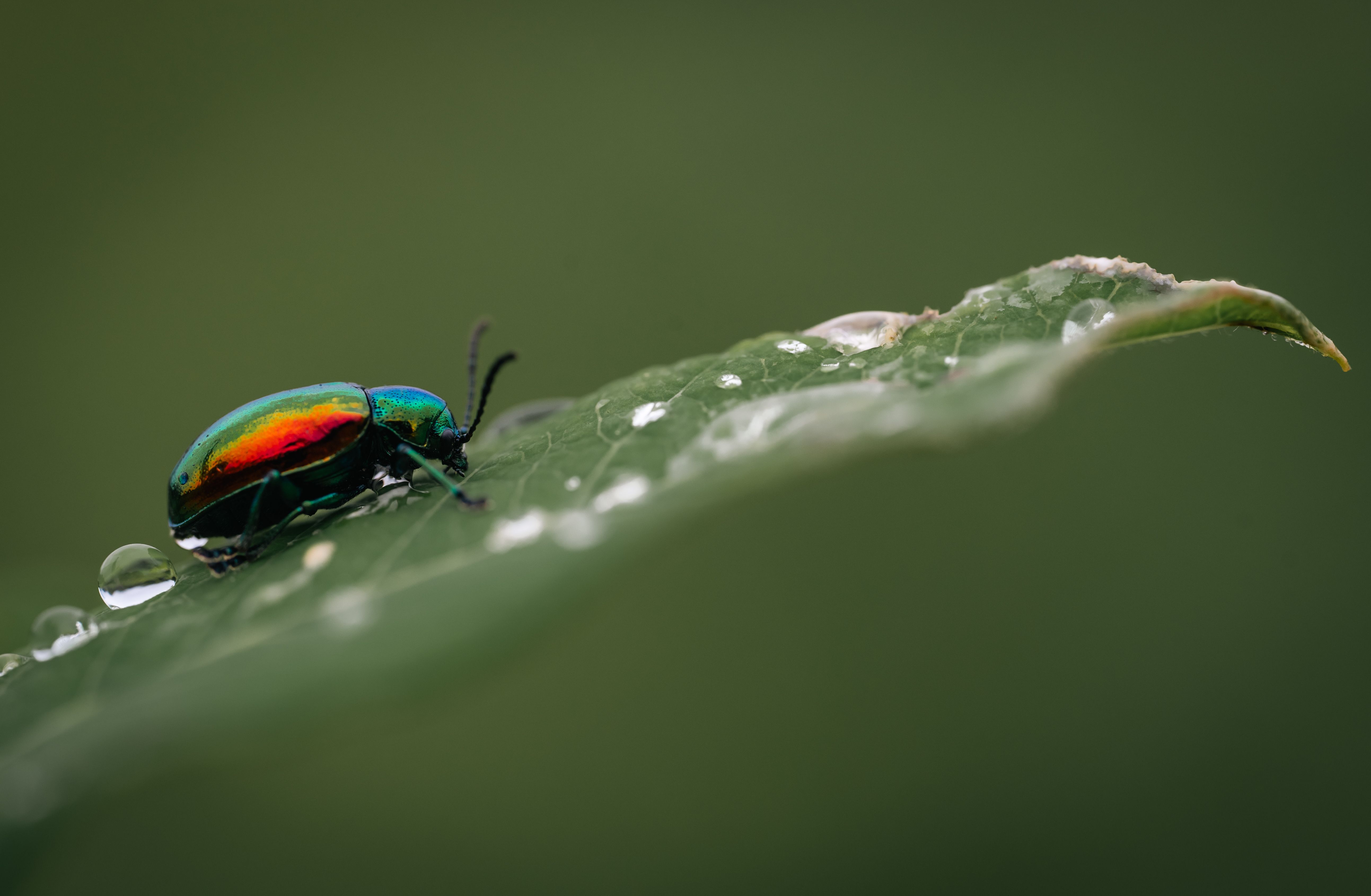 Vibrant iridescent beetle resting on a dew-covered leaf in nature.